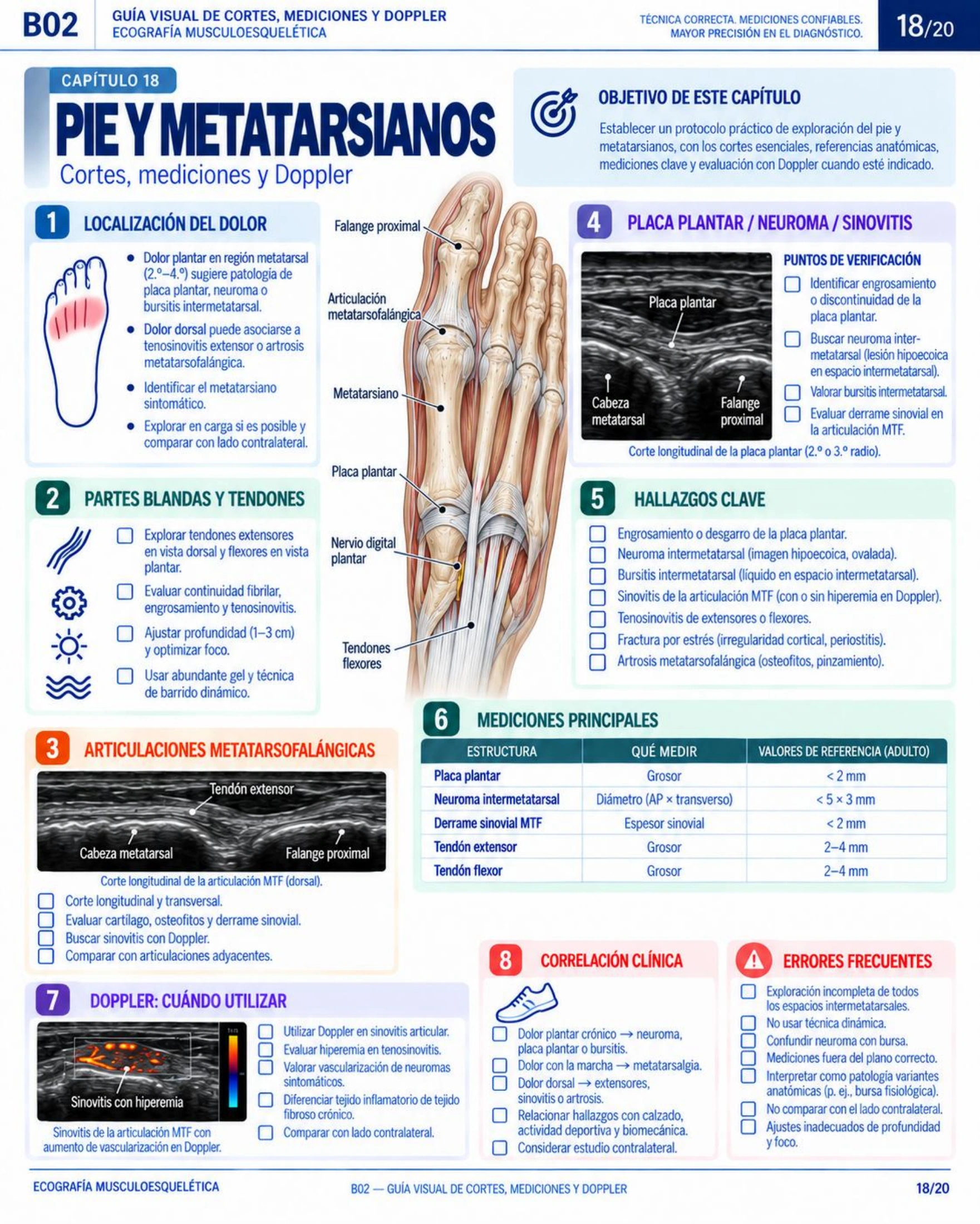 Página 18: Pie y metatarsianos: planos y mediciones. Muestra del material educativo de ecografía musculoesquelética.