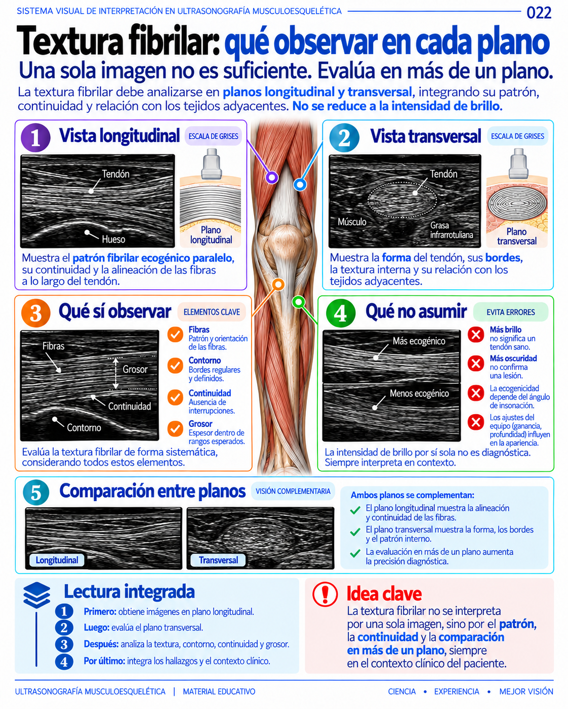 Página 22: Textura fibrilar en cada plano. Muestra del material educativo de ecografía musculoesquelética.